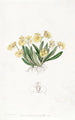 Oncidium pygmée - Sydenham Edwards — vy av konstverket