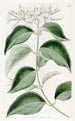 Jasmin à feuilles pointues - Sydenham Edwards — vy av konstverket