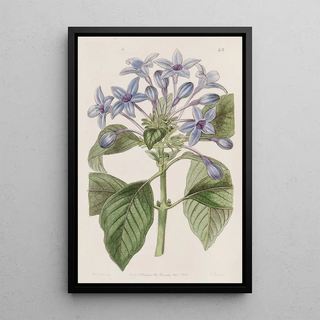 Sydenham Edwards - Porcelain blue Hindsia.webp