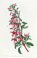 Fuchsia av Port Famine - Sydenham Edwards — vy av konstverket