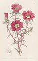 Portulaca splendide - Sydenham Edwards — vy av konstverket