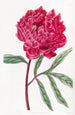Pivoine chinoise de Potts - Sydenham Edwards — vy av konstverket