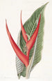 Heliconia poudrée - Sydenham Edwards — vy av konstverket