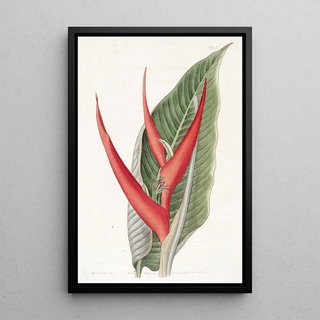 Sydenham Edwards - Powdered Heliconia.webp