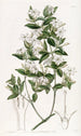 Jasmin à feuilles de troène - Sydenham Edwards — vy av konstverket
