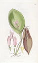 Pleurothallis prolifère - Sydenham Edwards — vy av konstverket