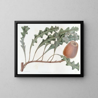 Sydenham Edwards - Prostrate Banksia.webp