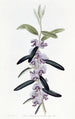 Hovea pourpre - Sydenham Edwards — vy av konstverket