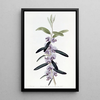 Sydenham Edwards - Purple Hovea.webp