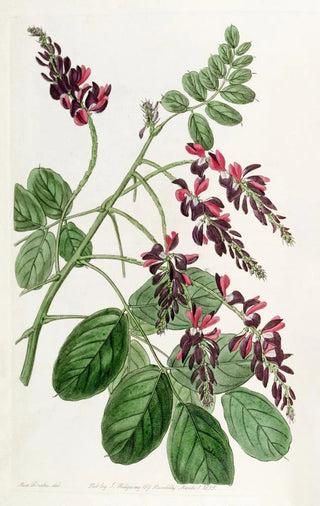 Sydenham Edwards - Purpleflowered Indigo plant.webp