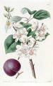 Abricot à fruits pourpres - Sydenham Edwards — vy av konstverket