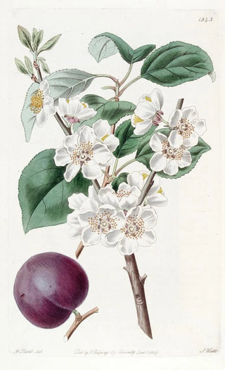 Sydenham Edwards - Purplefruited Apricot.webp
