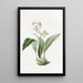 Maxillaria à fleurs en grappe - Sydenham Edwards — inramlat konstverk på väggen