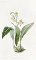 Maxillaria à fleurs en grappe - Sydenham Edwards — vy av konstverket
