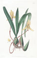 Cymbidium på röd bakgrund - Sydenham Edwards — vy av konstverket