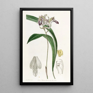 Sydenham Edwards - Reflexed Bletia.webp