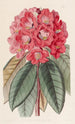 Rhododendron Rollissonii - Sydenham Edwards — vy av konstverket