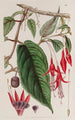 Fuchsia enraciné - Sydenham Edwards — vy av konstverket