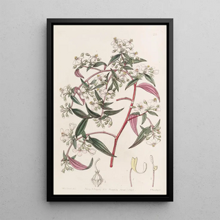 Sydenham Edwards - Rosecoloured Centradenia.webp