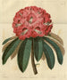 Rhododendron arboricole rose - Sydenham Edwards — vy av konstverket
