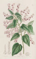 Corethrostylis aux bras roses - Sydenham Edwards — vy av konstverket