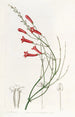 Russelia jonciforme - Sydenham Edwards — vy av konstverket
