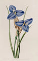 Patersonia saphir - Sydenham Edwards — vy av konstverket