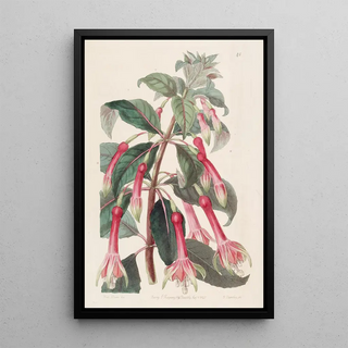 Sydenham Edwards - Sawleaved Fuchsia.webp