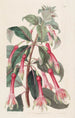 Fuchsia med tandade blad - Sydenham Edwards — vy av konstverket
