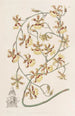 Oncidium brûlé - Sydenham Edwards — vy av konstverket