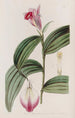 Sobralia med sessila blommor - Sydenham Edwards — vy av konstverket