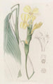Calathea hirsute - Sydenham Edwards — vy av konstverket