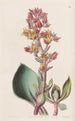Echeveria med spetsiga blad - Sydenham Edwards — vy av konstverket