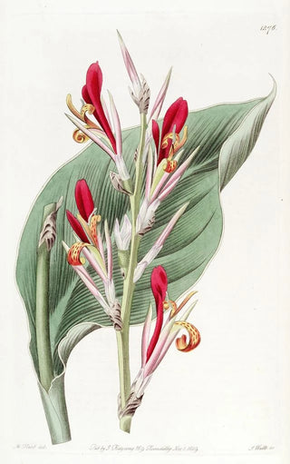 Sydenham Edwards - Shewy Canna.webp