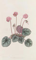 Cyclamen du rivage - Sydenham Edwards — vy av konstverket