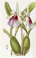 Miltonia éclatante - Sydenham Edwards — vy av konstverket