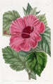 Hibiscus de Chine à fleur unique - Sydenham Edwards — vy av konstverket