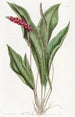 den slanka anthurium - Sydenham Edwards — vy av konstverket