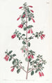 Fuchsia med små blad - Sydenham Edwards — vy av konstverket