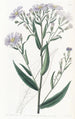 Aster lisse - Sydenham Edwards — vy av konstverket