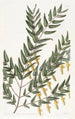 Scottia à branches lisses - Sydenham Edwards — vy av konstverket