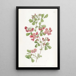 Sydenham Edwards - Smoothleaved Kennedya.webp