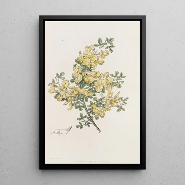 Sydenham Edwards - Spiny Calycotome.webp