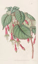 Fuchsia splendide - Sydenham Edwards — vy av konstverket