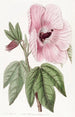 Hibiscus splendide - Sydenham Edwards — vy av konstverket