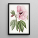 Hibiscus splendide - Sydenham Edwards — inramlat konstverk på väggen