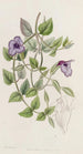 Torenia violette utan fläck - Sydenham Edwards — vy av konstverket