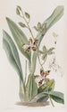 Cyrtochilum tacheté - Sydenham Edwards — vy av konstverket