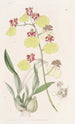 Oncidium à ailes tachetées - Sydenham Edwards — vy av konstverket