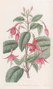Fuchsia av Standish - Sydenham Edwards — vy av konstverket